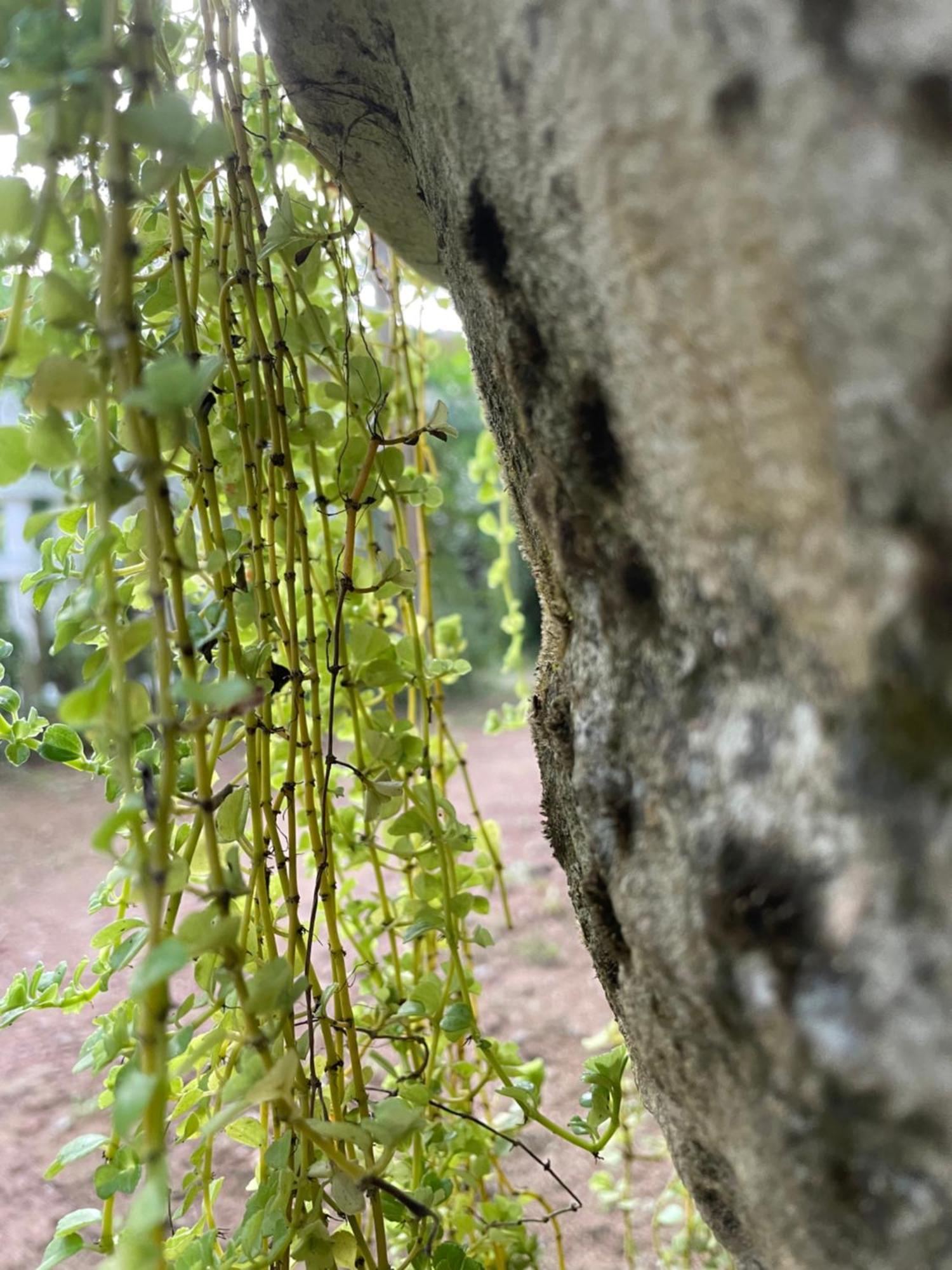 Eco Garden Hiriketiya Hotell Dikwella Eksteriør bilde