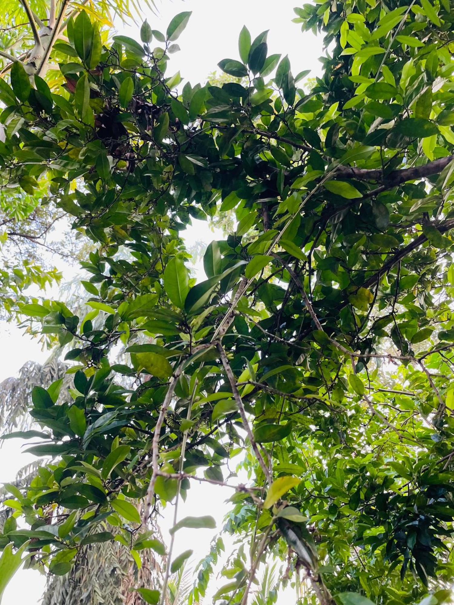 Eco Garden Hiriketiya Hotell Dikwella Eksteriør bilde