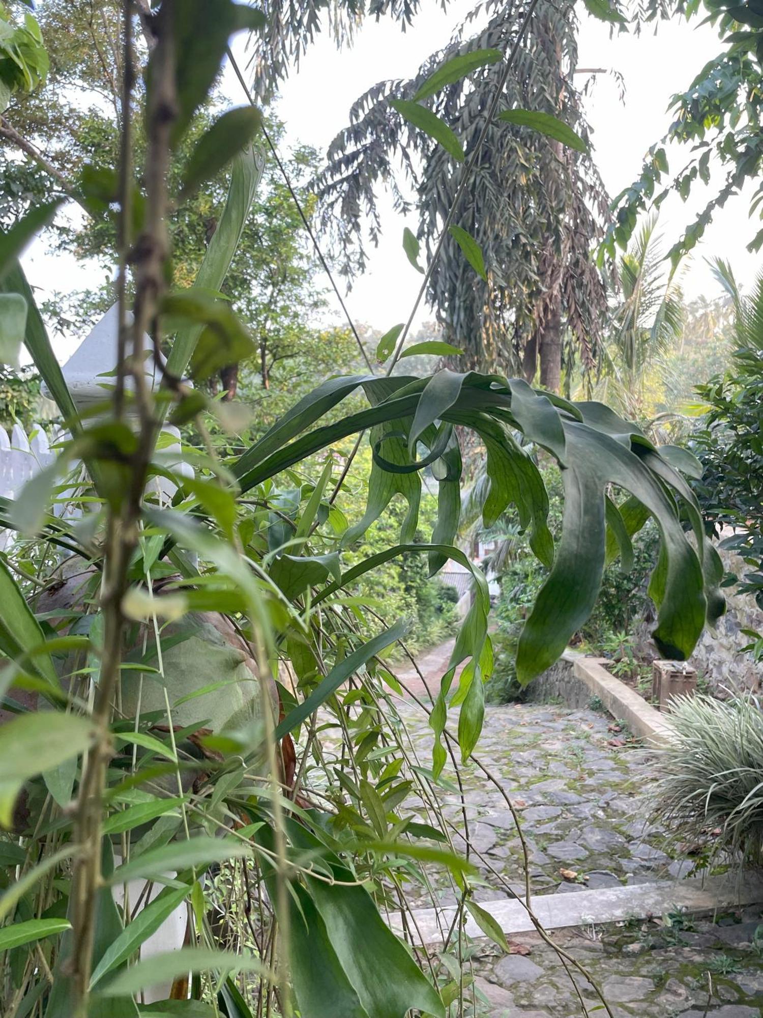 Eco Garden Hiriketiya Hotell Dikwella Eksteriør bilde